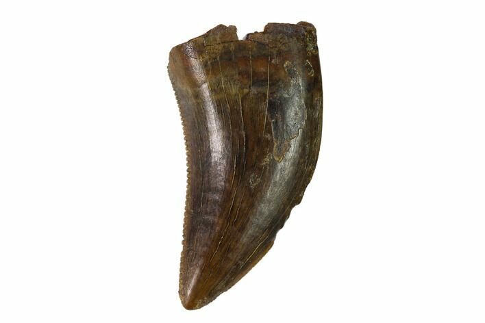 Serrated, Tyrannosaur (Nanotyrannus?) Tooth - South Dakota #144033